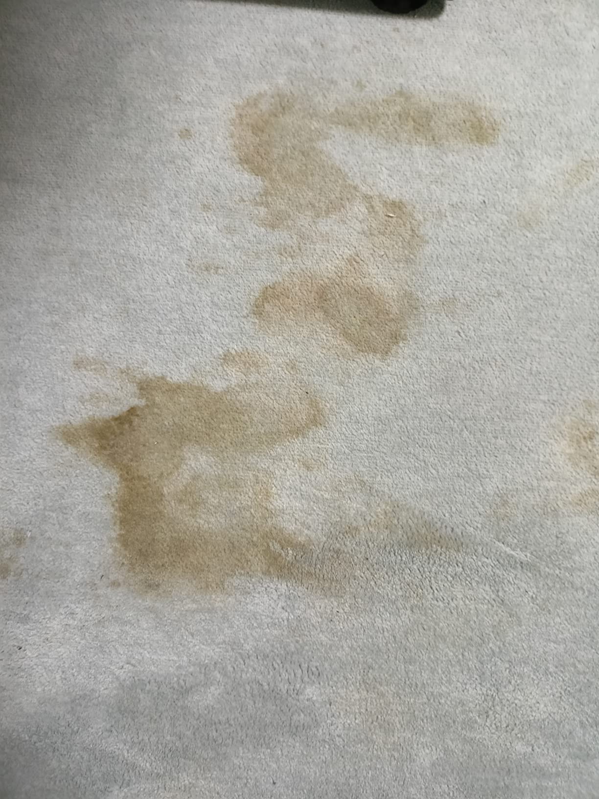 Teppich war danach fleckig